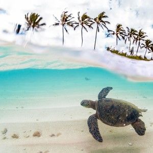 Meet your Posher, Victor